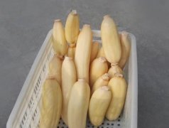 100噸的蓮藕怎么保鮮，蓮藕保鮮庫設計及造價